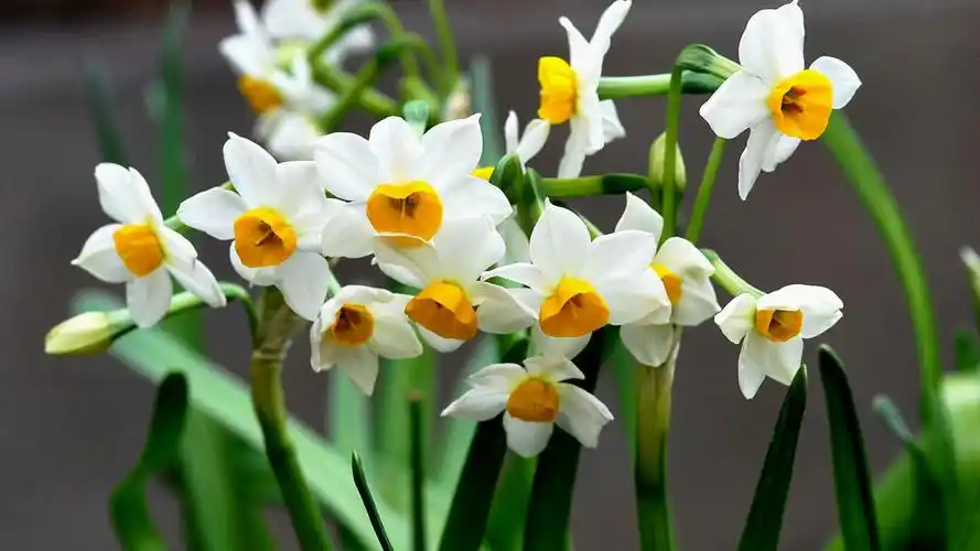 清新水仙花植物高清图片壁纸高清大图预览1920x1080_植物壁纸下载_美