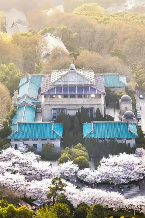 武汉樱花##武汉大学樱花雨