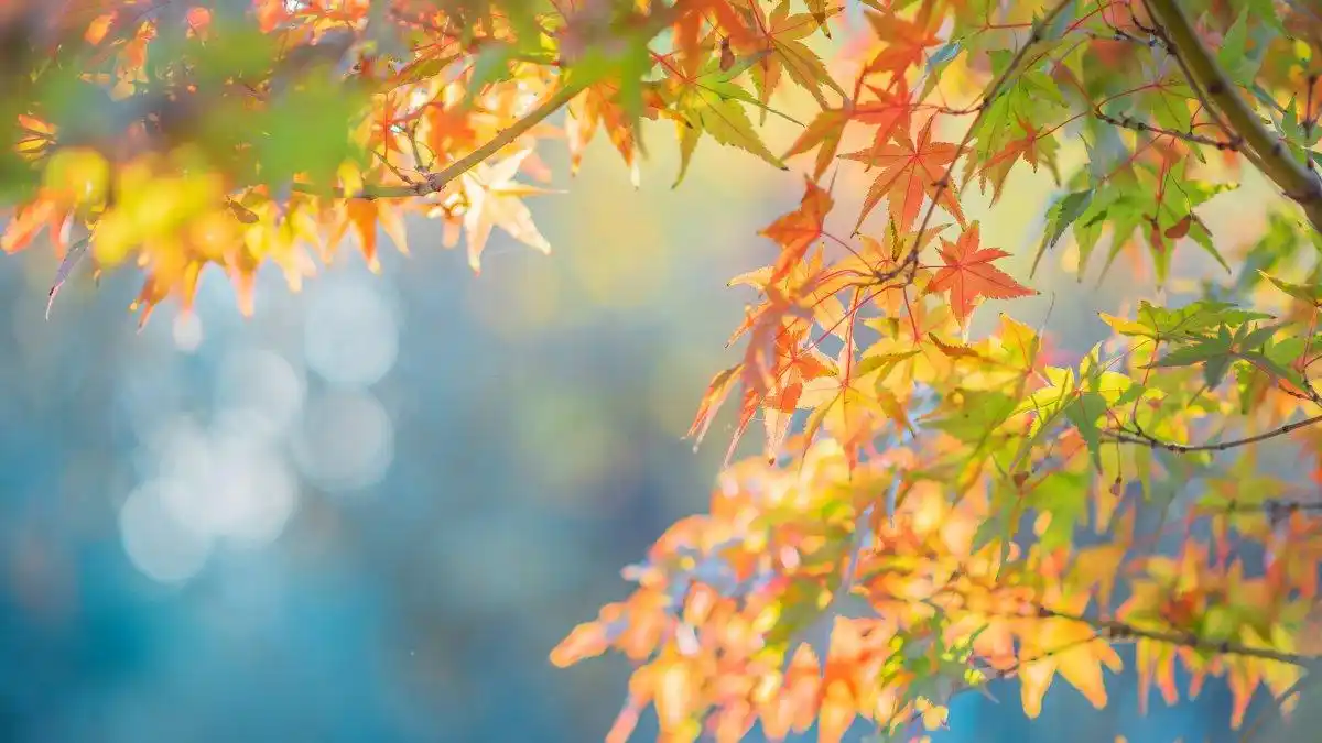 2022年秋天枫叶阳光摄影图片