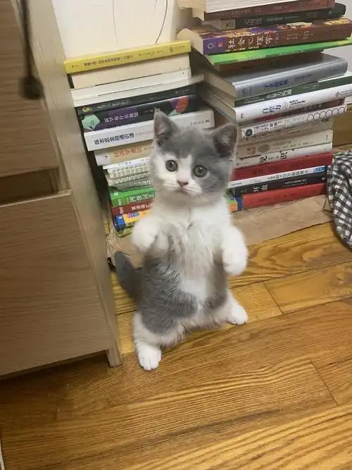 5号出生小公猫一只,蓝白英短,血统纯正非串串,已做过疫苗和驱虫,包