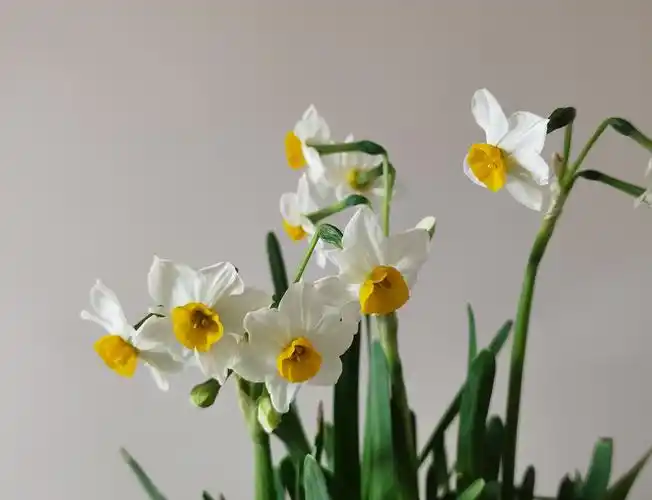 水仙花开时,又是一年春. - 美篇