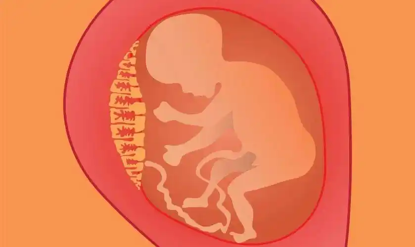 忽略了这两点,怀孕8个多月,险些失去宝宝_胎盘_胎儿_阴道