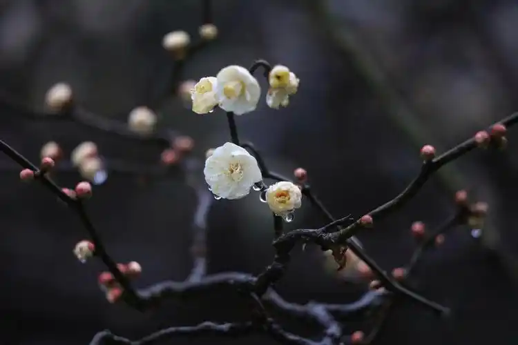 雪花偏爱伴梅花,白絮南枝景色佳. 地冻天寒生美景,冰姿玉骨世人夸.