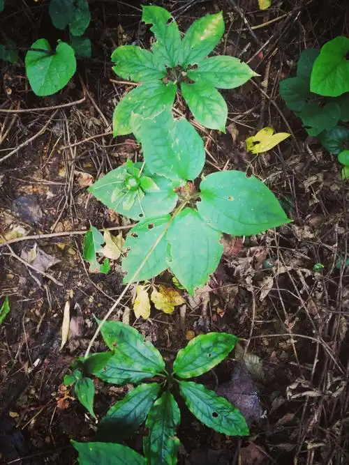 宽瓣重楼,生于海拔1400～3600米林下或路边.