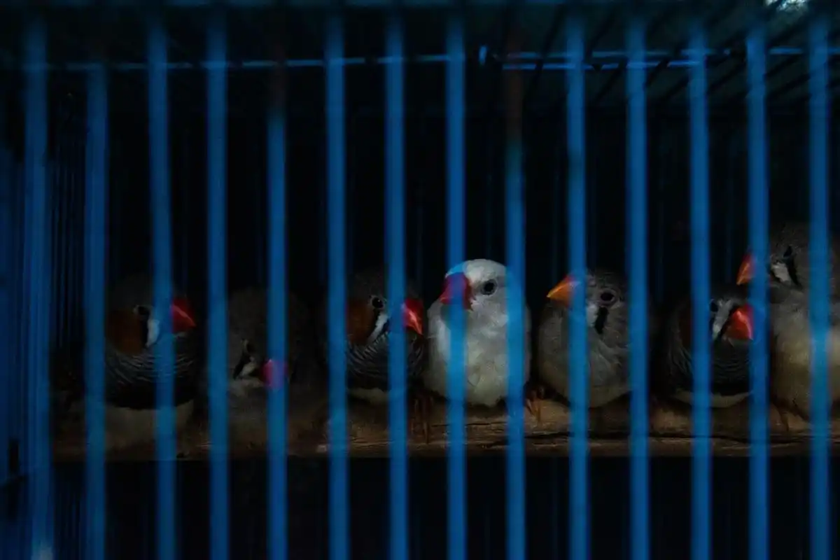 笼中鸟.#摄影 #动物 - 抖音