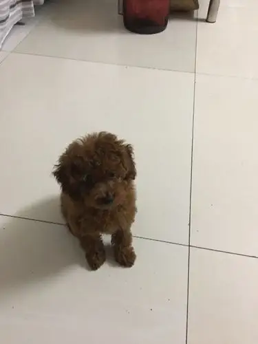 请问这三个月的泰迪是什么体型的呢