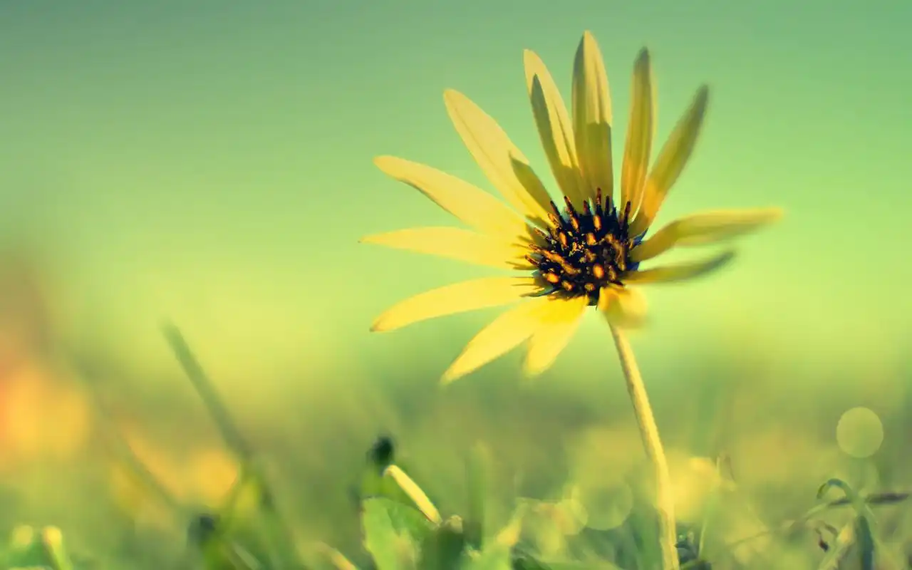唯美清新花儿电脑桌面壁纸下载高清大图预览1920x1200_植物壁纸下载_