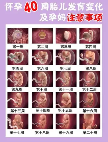 孕期1-40周胎儿发育全过程