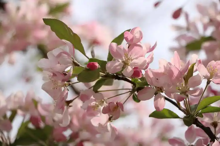 逆光的海棠,曾经见过的风景-浅夏未至
