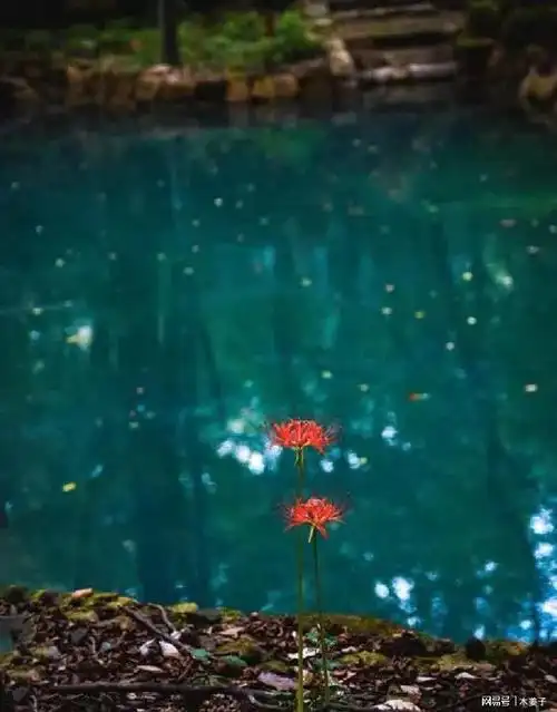 所谓天性凉薄的人只不过是被遗落在忘川河界的灵魂