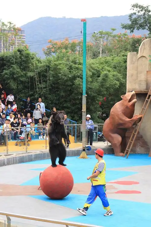 动物园的黑熊表演
