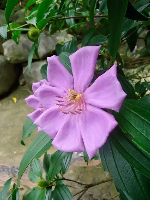 目,野牡丹科,野牡丹属灌木,叶片坚纸质,卵状披针形至披针形;伞房花序