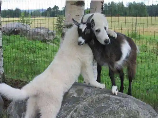 属狗的和属羊的属相最配吗