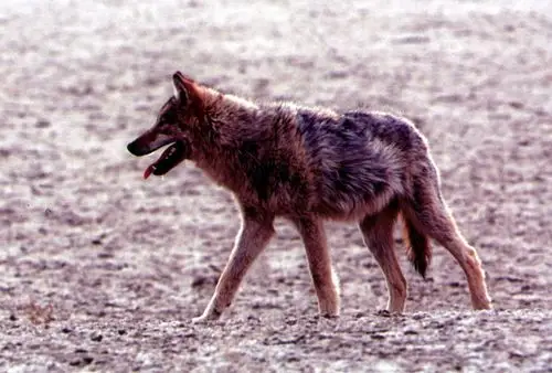 狼走路是什么样的