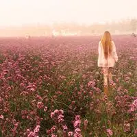 女生薰衣草头像图片