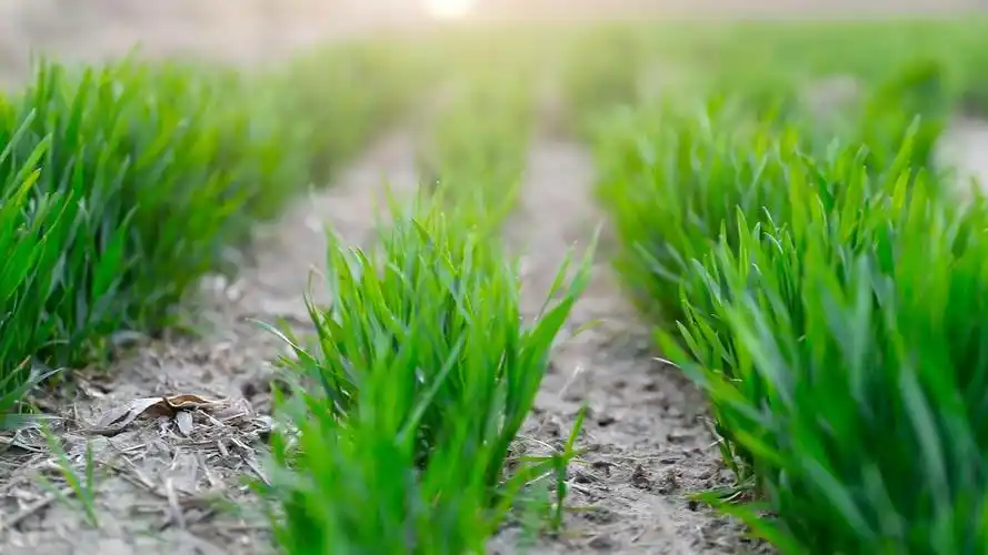 农户常见的小问题,2招轻松搞定_麦苗