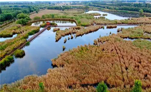 这是9月19日在河南省新乡市封丘县拍摄的陈桥东湖湿地一景(无人机照片
