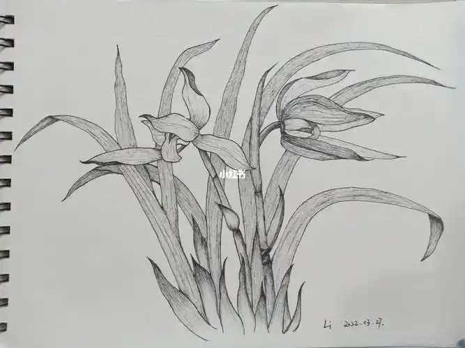 针管笔临摹兰花
