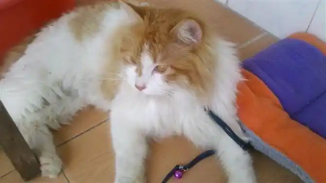 [猫咪] 纯种波斯猫跟纯种金吉拉的杂交猫--求配种