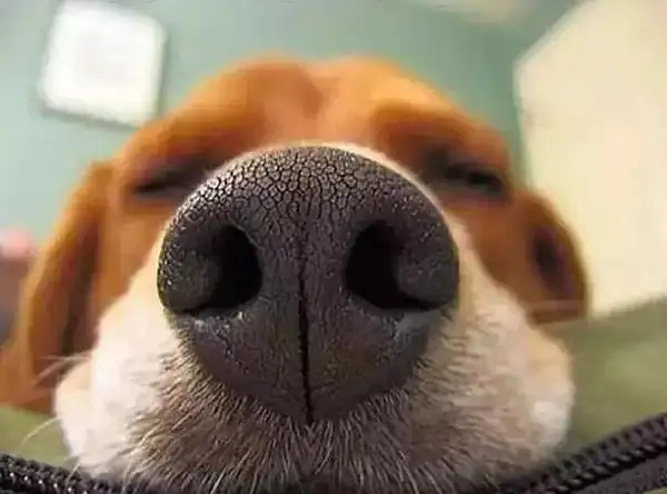 神奇的狗鼻子