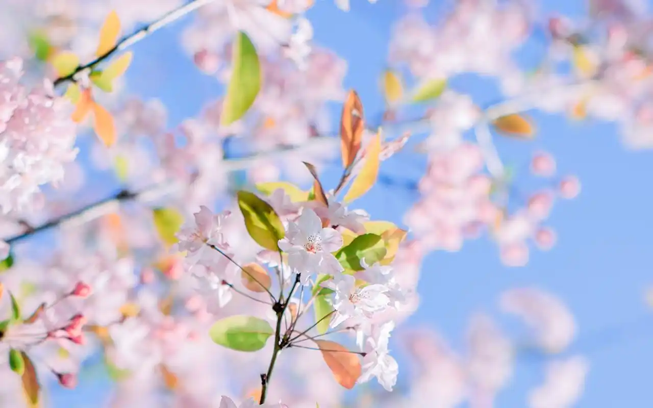 粉色浪漫樱花图片桌面壁纸高清大图预览1920x1200_植物壁纸下载_美桌