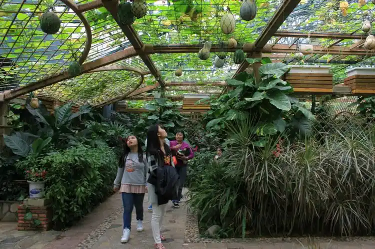 深圳东部华侨城之二:四季植物馆(摄影)