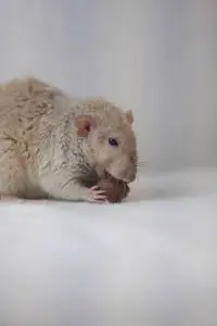 米老鼠耳朵图片