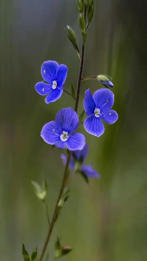 唯美花卉高清图片手机壁纸