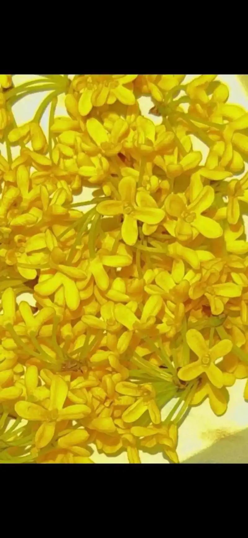 沁园春· 桂花情.黄粒灿灿,挨挨挤挤,馨香浓厚.似迷你蝴蝶, - 抖音