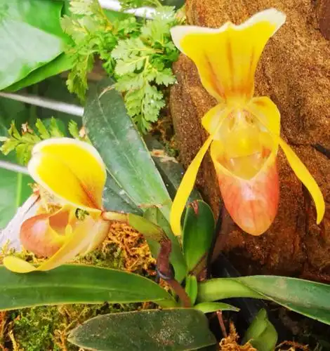 亨利兜兰,属兰科植物.花形大,花型奇特,花色丰富.容易管护.