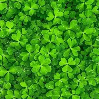 幸运草图片头像 最漂亮的四叶草图片 第18张