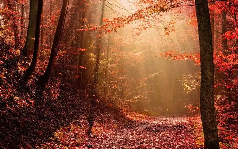 秋风萧萧的意境壁纸_惆怅此情难寄