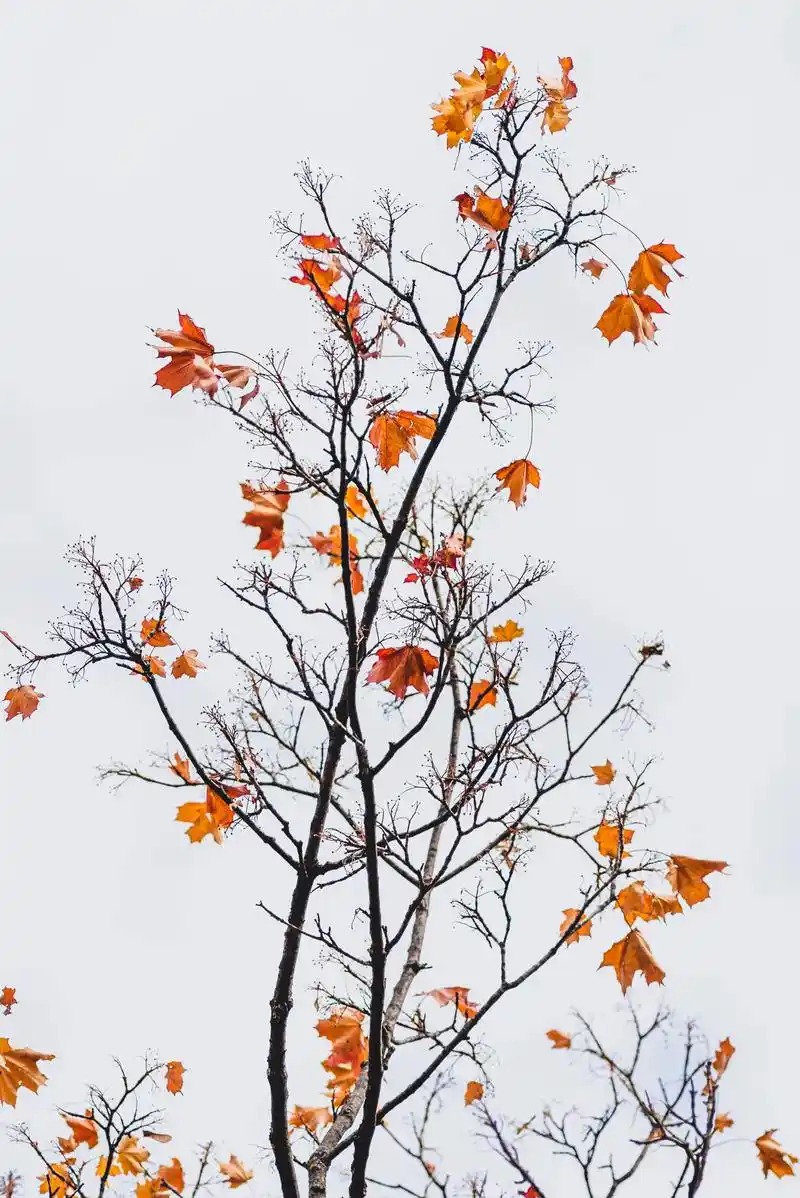 秋日树木唯美意境图片1080x2280分辨率查看