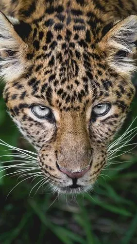 壁纸 豹子看着你,脸,眼睛,胡须 3840x2160 uhd 4k 高清壁纸, 图片