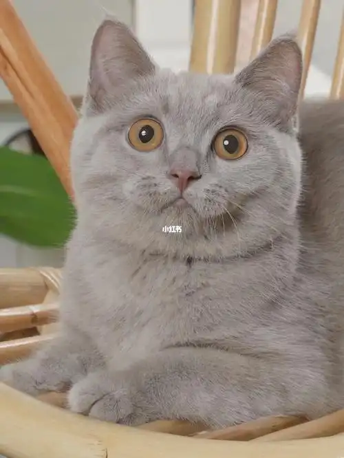 淡紫色丁香妹妹 英短稀有色