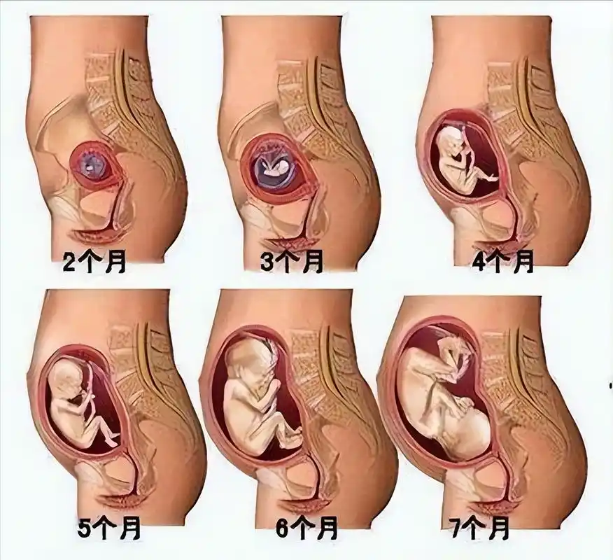 孕16周的胎儿有多大?宝妈应该注意些什么?育儿妈妈来支招