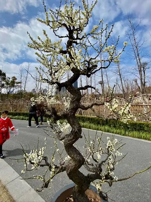 玉碟龙游梅,开白色重瓣花,为梅中珍品.