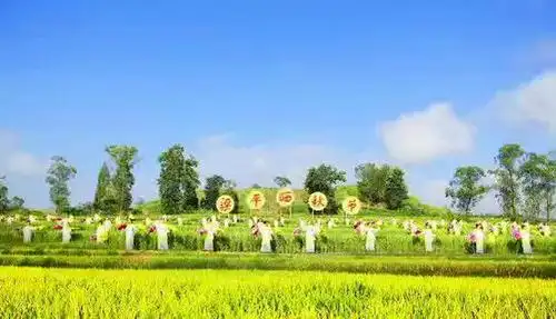 梁平晒秋节稻田实景演出在希望的田野上领唱者龙迟赤放开所有倾心演绎