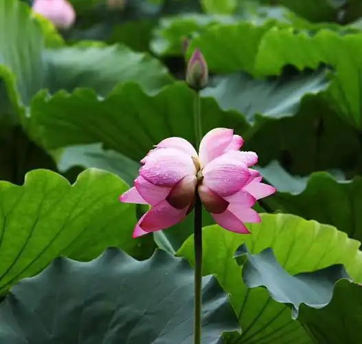 其它 荷塘月色 写美篇唯美荷花跃然现,朵朵荷花放光彩.