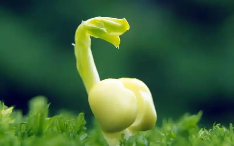 清新的小嫩叶,高清图片,电脑桌面-壁纸族