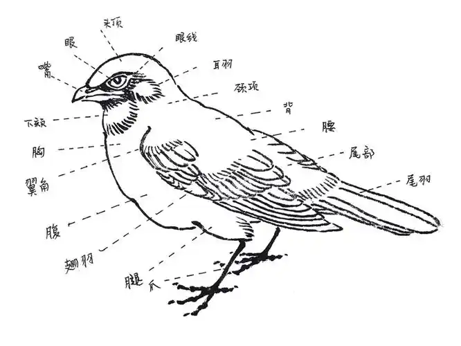 禽鸟的画法