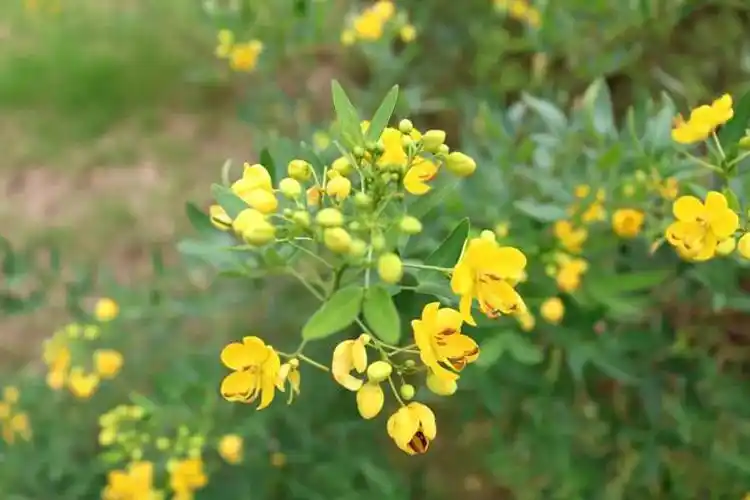 伞形或圆球形;叶为偶数羽状复叶,小叶2-3对,基部歪斜;伞房花序顶生,花