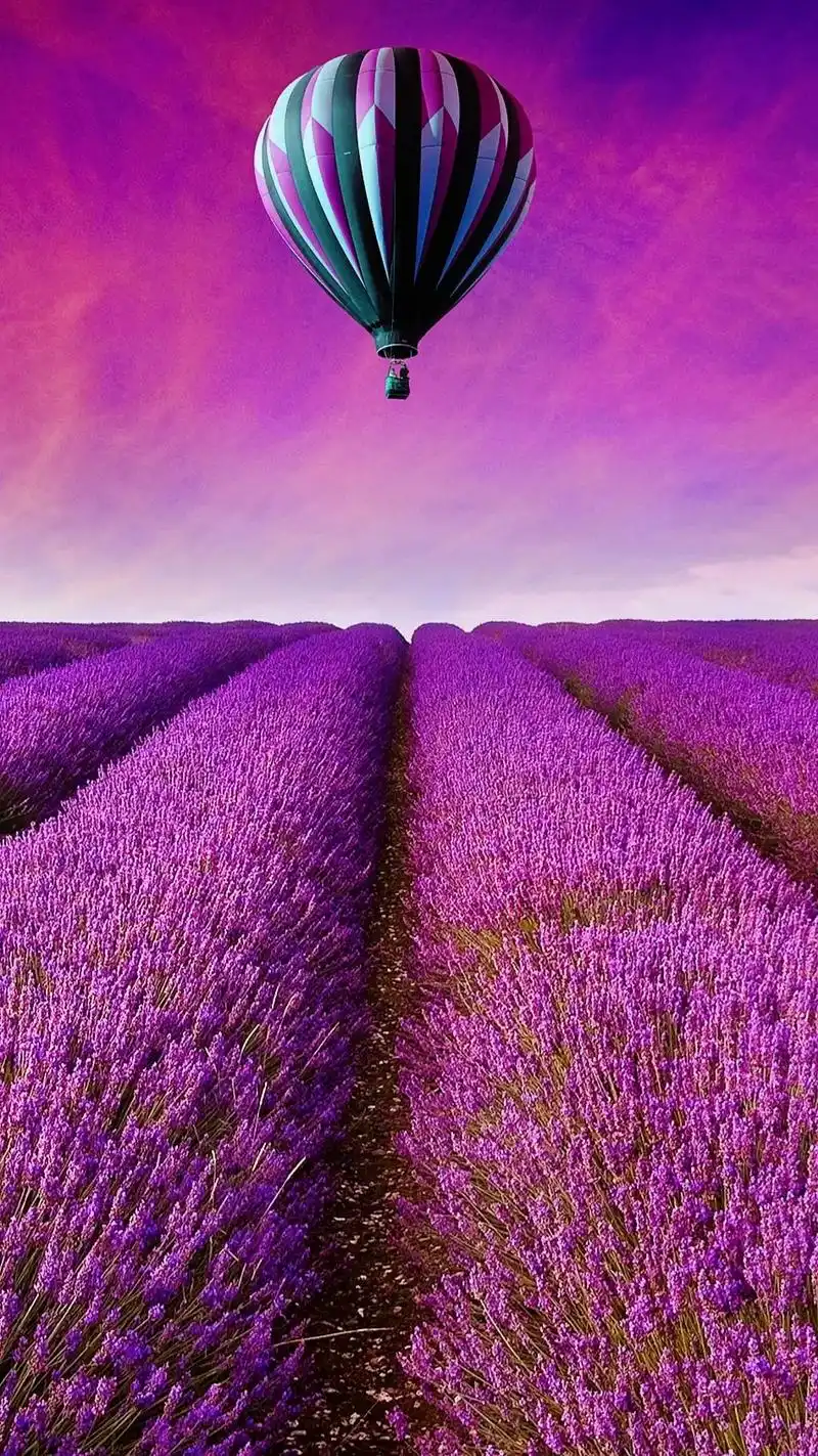 抖音图文来了 #手机壁纸 #高清 #薰衣草  紫色是浪漫, - 抖音