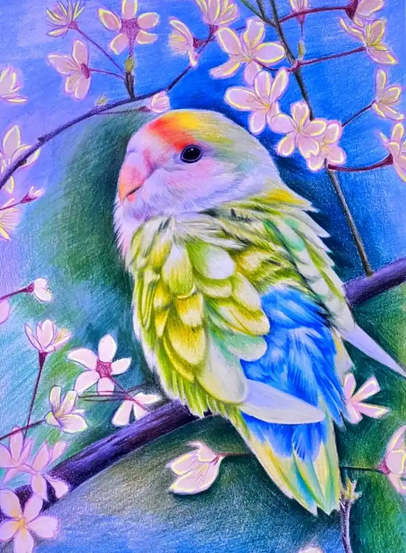 我又来分享啦,夏日小鸟手绘彩铅附步骤#手绘 #彩铅 #画画  - 抖音