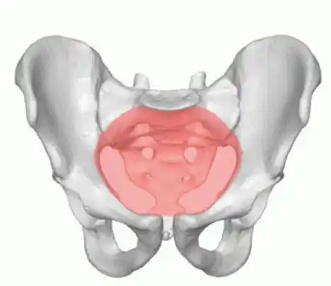 骨盆入口平面   wikimedia commons