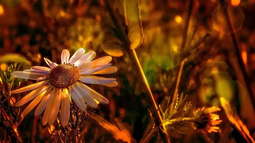 首页 桌面壁纸 植物壁纸 小清新唯美花卉图片电脑壁纸 上一张 下一张