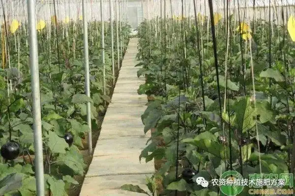 种植茄子你不得不知道的秘密