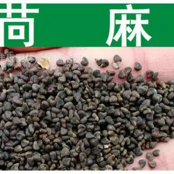 苘麻种子青麻种子野苎麻线麻冬葵种子小苘子做麻绳用种籽qcdd苘麻种子