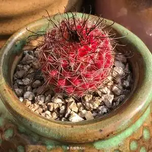 红娜丸仙人球 稀有红色球开花贵货仙人掌办公室趣味小盆栽