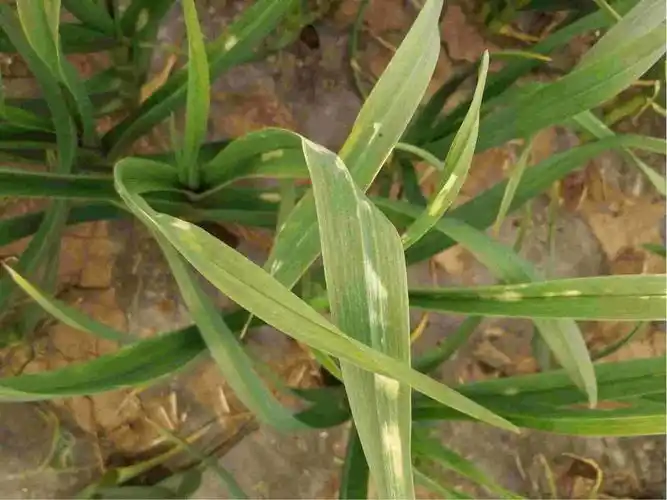 伴随着叶面渐渐失去光泽枯萎症状望老师能讲解一下病因和解决办法谢谢